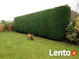 Usługi Ogrodnicze przygotowanie ogrodu do zimy