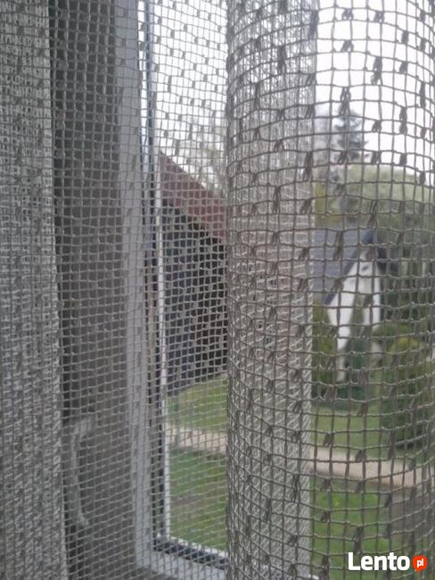 Firana siatka ecru +gipiura 100-115x230 ,firanka