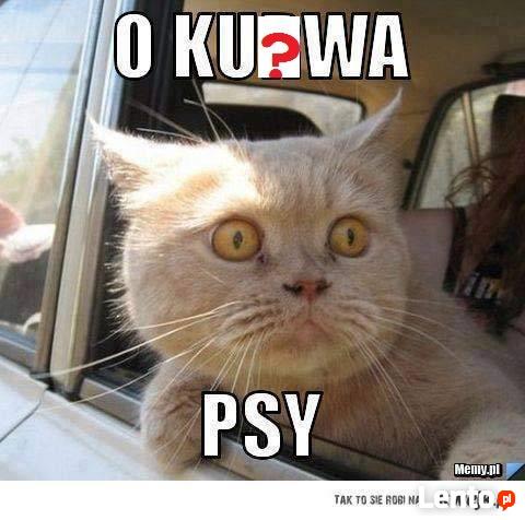 szukam praca