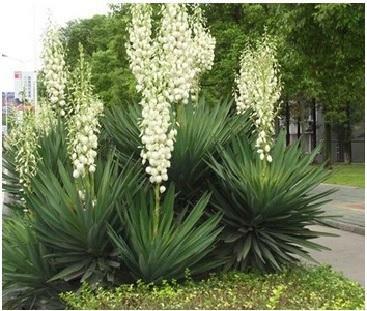 JUKA KORALIŃSKA Piękna Sadzonka 3 letnia YUCCA