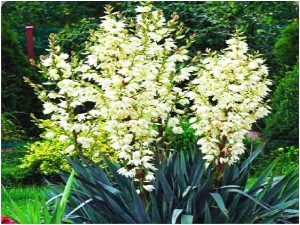 JUKA KORALIŃSKA Piękna Sadzonka 3 letnia YUCCA