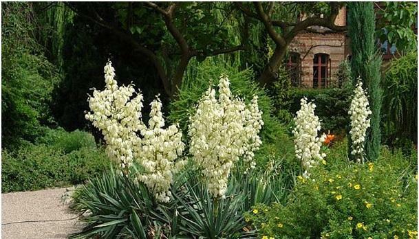 JUKA KORALIŃSKA Piękna Sadzonka 3 letnia YUCCA