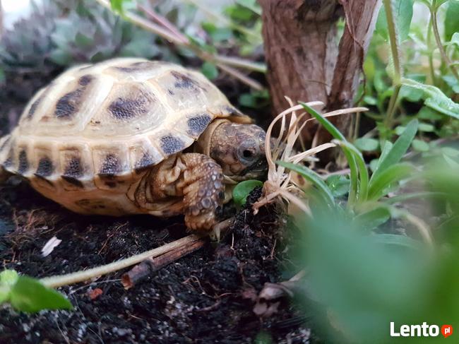 żółw grecki lądowy sprzedam