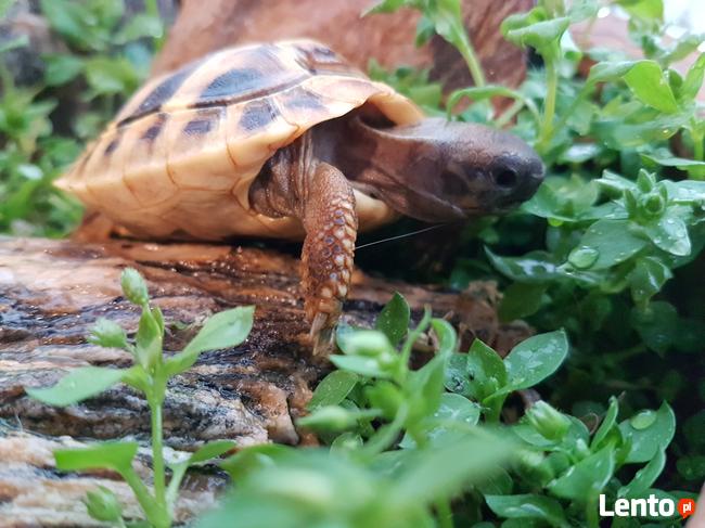 żółw grecki lądowy sprzedam