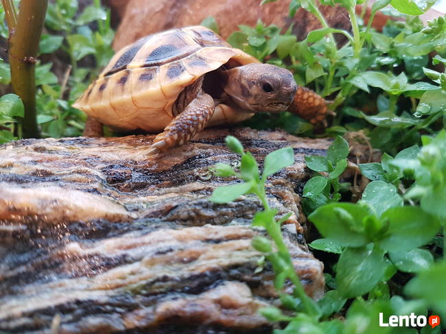 żółw grecki lądowy sprzedam