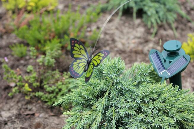 SOLARNY MOTYL OGRODOWY zasilany słońcem SOLAR, Ozdoba-motylek