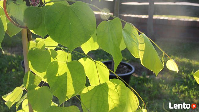 Szkółka drzew - Judaszowiec -vanilla twist, lavender