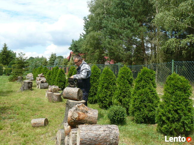 Wertykulacja - Pielęgnacja zieleni
