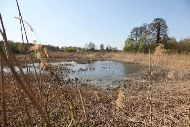 Wydzierżawię STAWY pod zarybienie, dla wędkarzy i rekreację