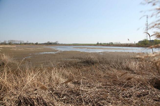 Wydzierżawię STAWY pod zarybienie, dla wędkarzy i rekreację