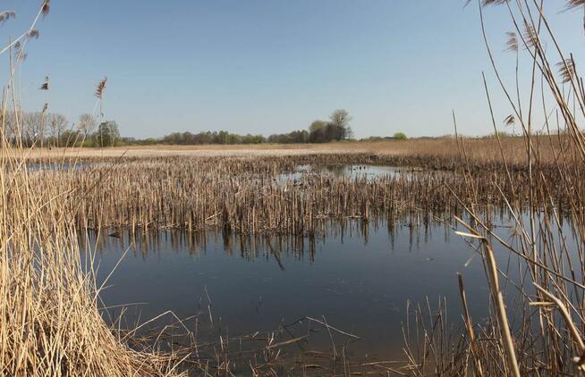 Wydzierżawię STAWY pod zarybienie, dla wędkarzy i rekreację