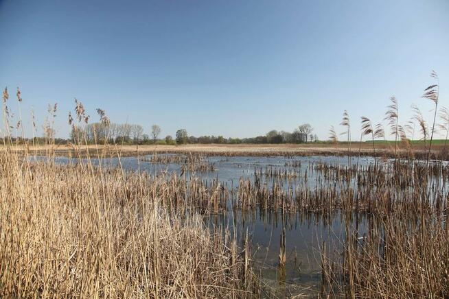 Wydzierżawię STAWY pod zarybienie, dla wędkarzy i rekreację