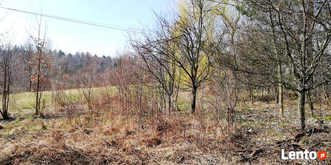 Czyszczenie karczowanie działki wycinka samosiejek zarośli
