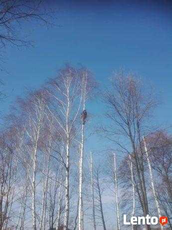 Pielęgnacja ogrodów-wycinka drzew