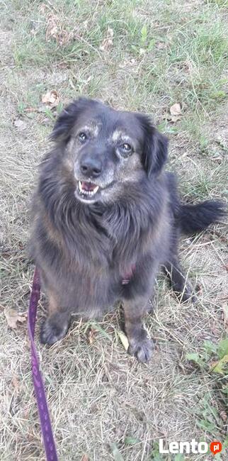 DOG team szkolenie psów - Kraków i okolice