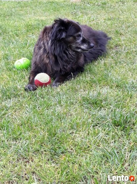 DOG team szkolenie psów - Kraków i okolice