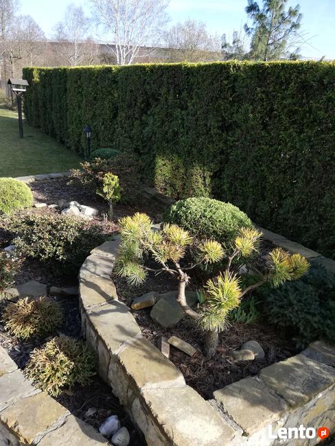 Pielęgnacja ogrodów-wycinka drzew