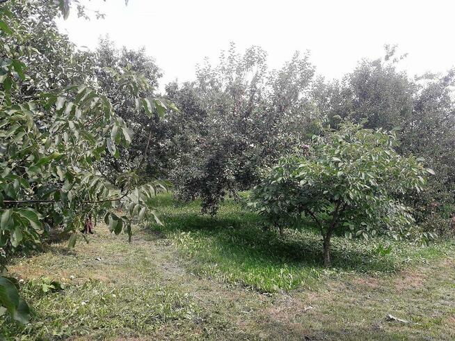 Ogłoszenie grzecznościowe- Dom na sprzedaż