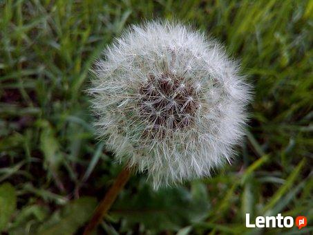 Towarzystwo dla starszej osoby