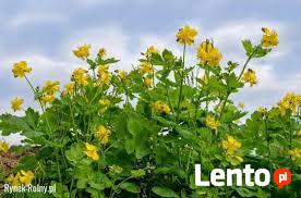 Towarzystwo dla starszej osoby