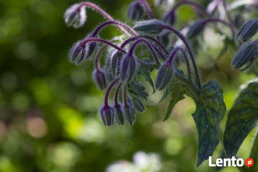 Towarzystwo dla starszej osoby