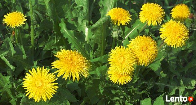 Towarzystwo dla starszej osoby