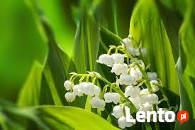 Towarzystwo dla starszej osoby