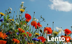 Towarzystwo dla starszej osoby