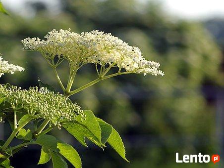 Towarzystwo dla starszej osoby