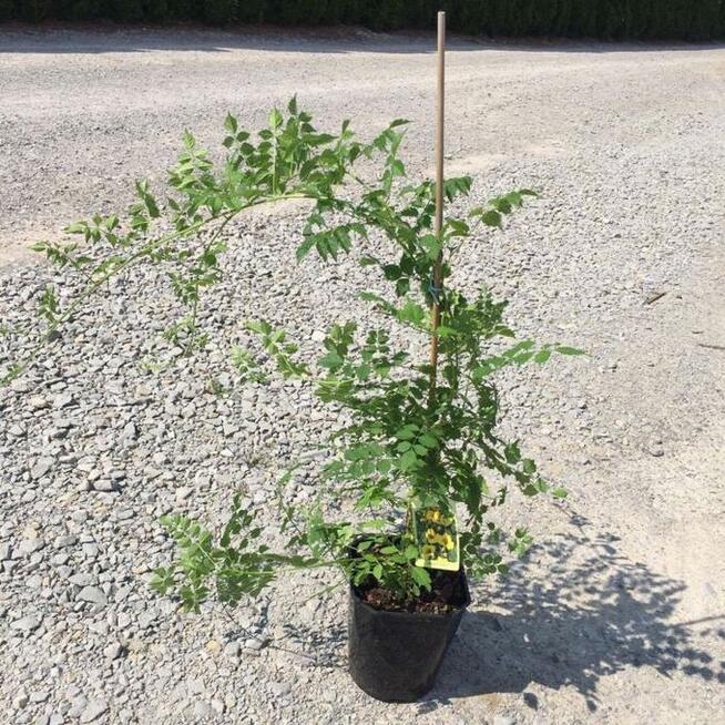 Milin amerykański FLAVA 100 cm sadzonka pnącze krzew ozdobny