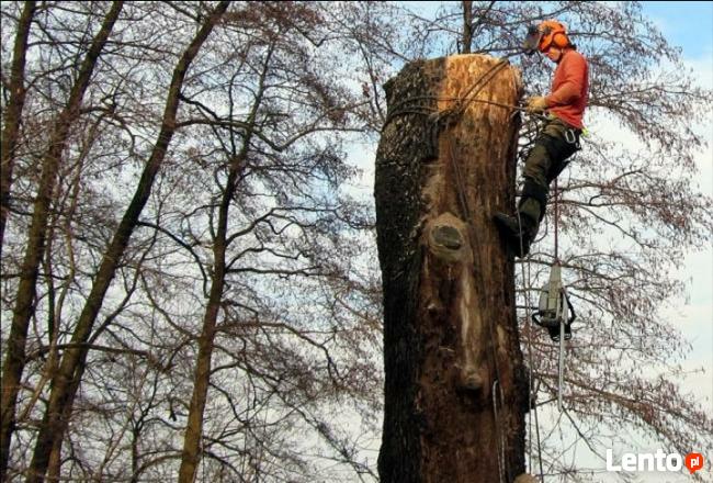 Wycinka pielęgnacja drzew czyszczenie koszenie działek rębak