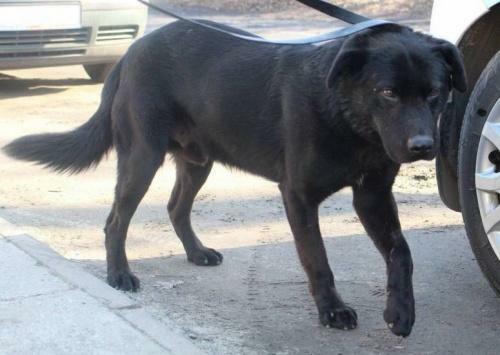 Kolin - piesek w typie labradora szuka domu