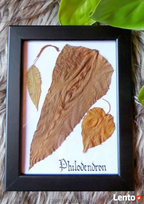Araceae filodendron botanika suszone liście w oprawie