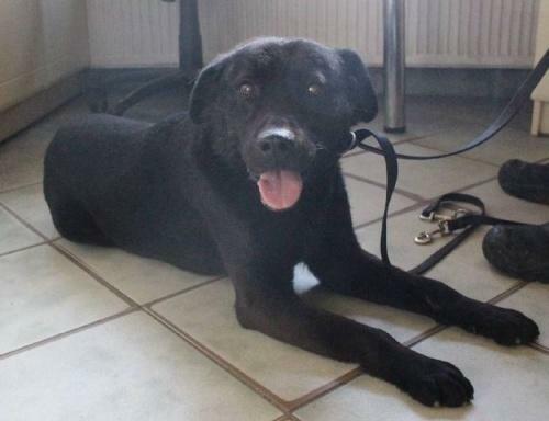 Kolin - piesek w typie labradora szuka domu