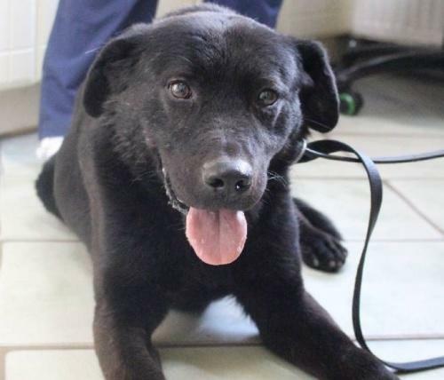 Kolin - piesek w typie labradora szuka domu
