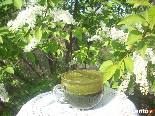 Świeży sok z pokrzywy