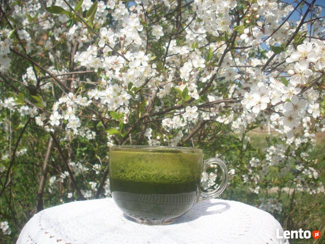 Świeży sok z pokrzywy