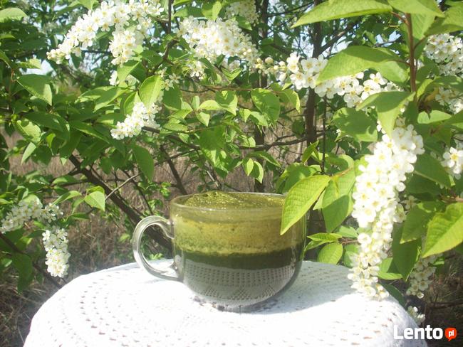 Świeży sok z pokrzywy