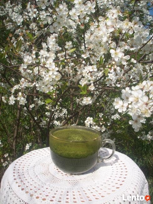 Świeży sok z pokrzywy