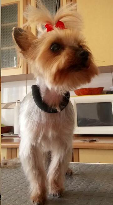 strzyżenie psów psi fryzjer groomer