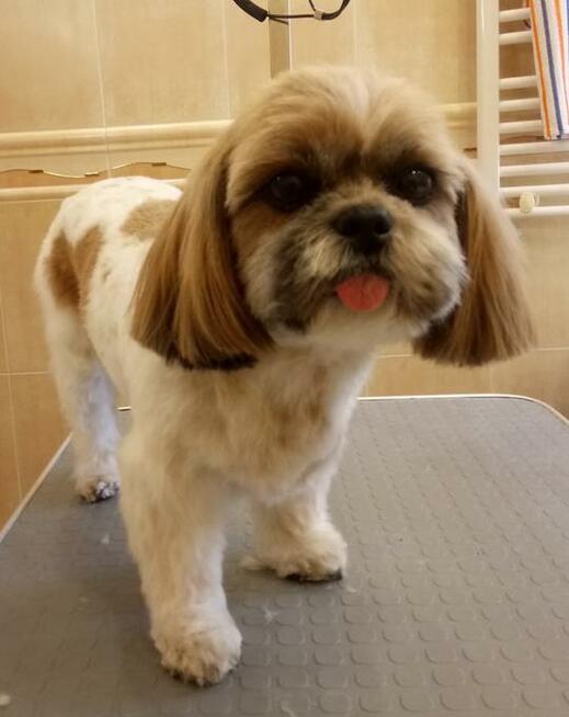 strzyżenie psów psi fryzjer groomer