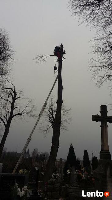 Wycinka pielęgnacja drzew, pielęgnacja zieleni