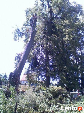 Wycinka pielęgnacja drzew, pielęgnacja zieleni