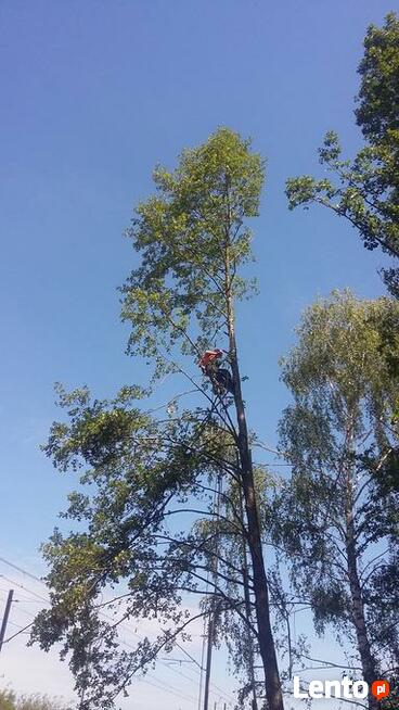 Wycinka pielęgnacja drzew, pielęgnacja zieleni