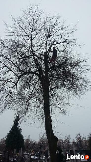 Wycinka pielęgnacja drzew, pielęgnacja zieleni