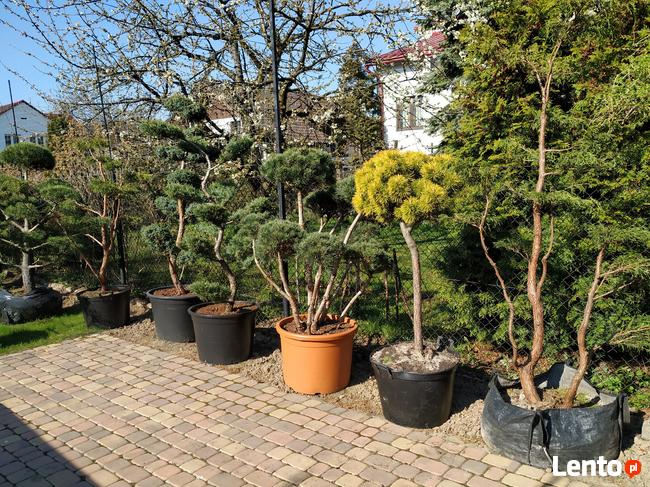 Niwaki - BONSAI ,Drzewka formowane -SZKÓLKA Ustroń w.śląskie