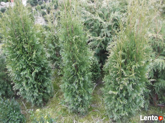 Tuja Szmaragd 120cm 20zł/sztuka