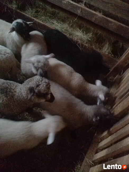 Baranki do Twojego ogródka za10zł