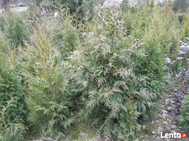 tuja brabant 150cm 20zł/sztuka