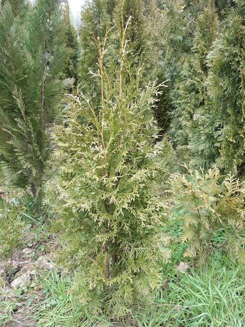 tuja brabant 150cm 20zł/sztuka